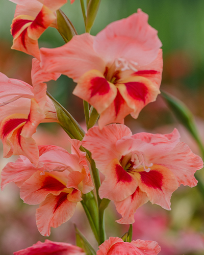 GLADIOLUS NATHALIE 100 kusov